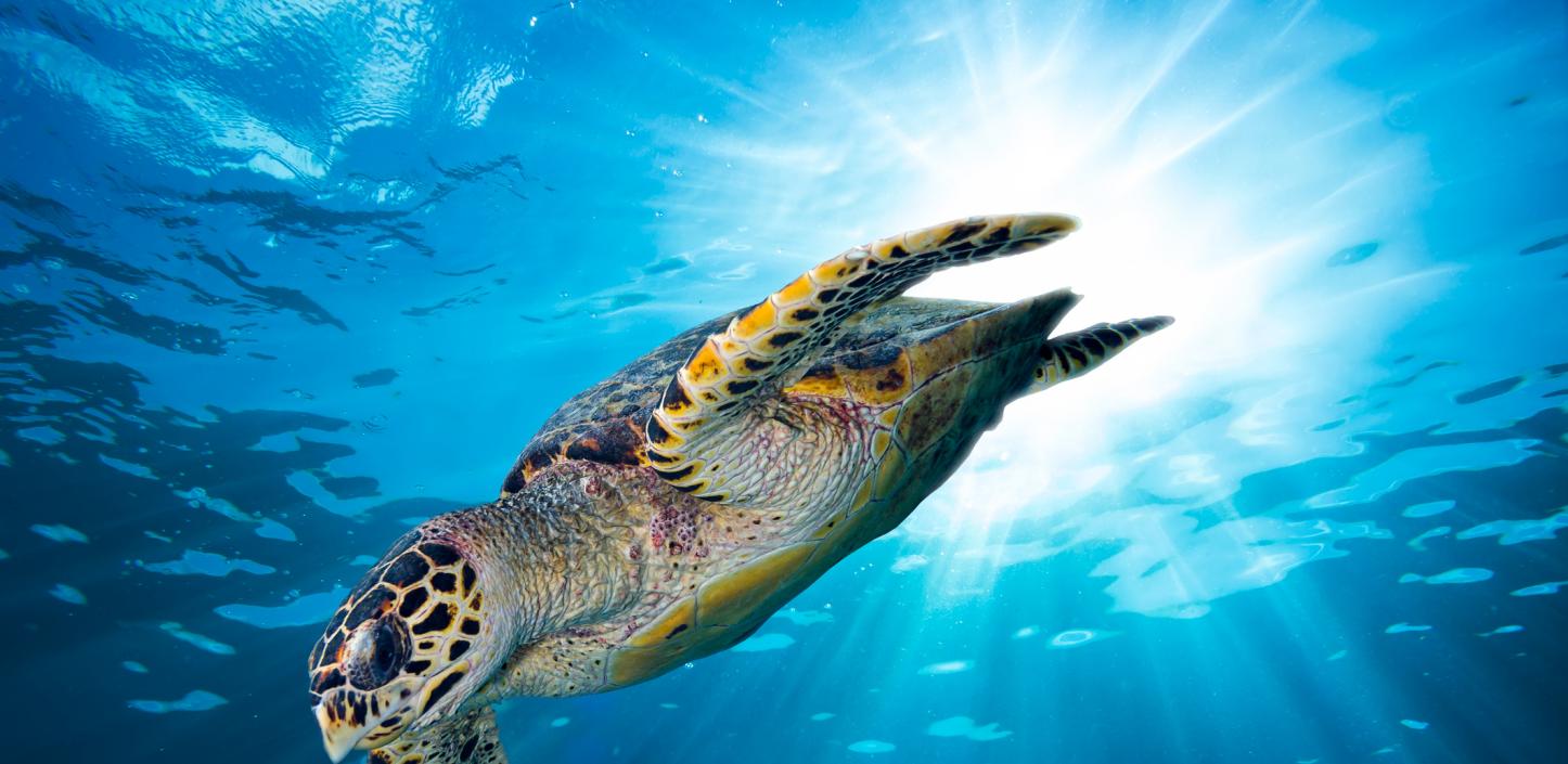 What Is A Baby Hawksbill Turtle Called